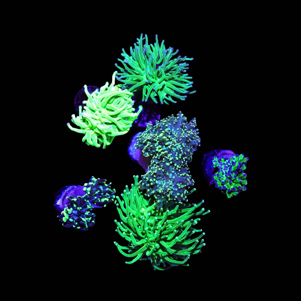Euphyllia Green 6er Spar-Paket glabrescens, paraancora, paradivisa, yaeyamaensis