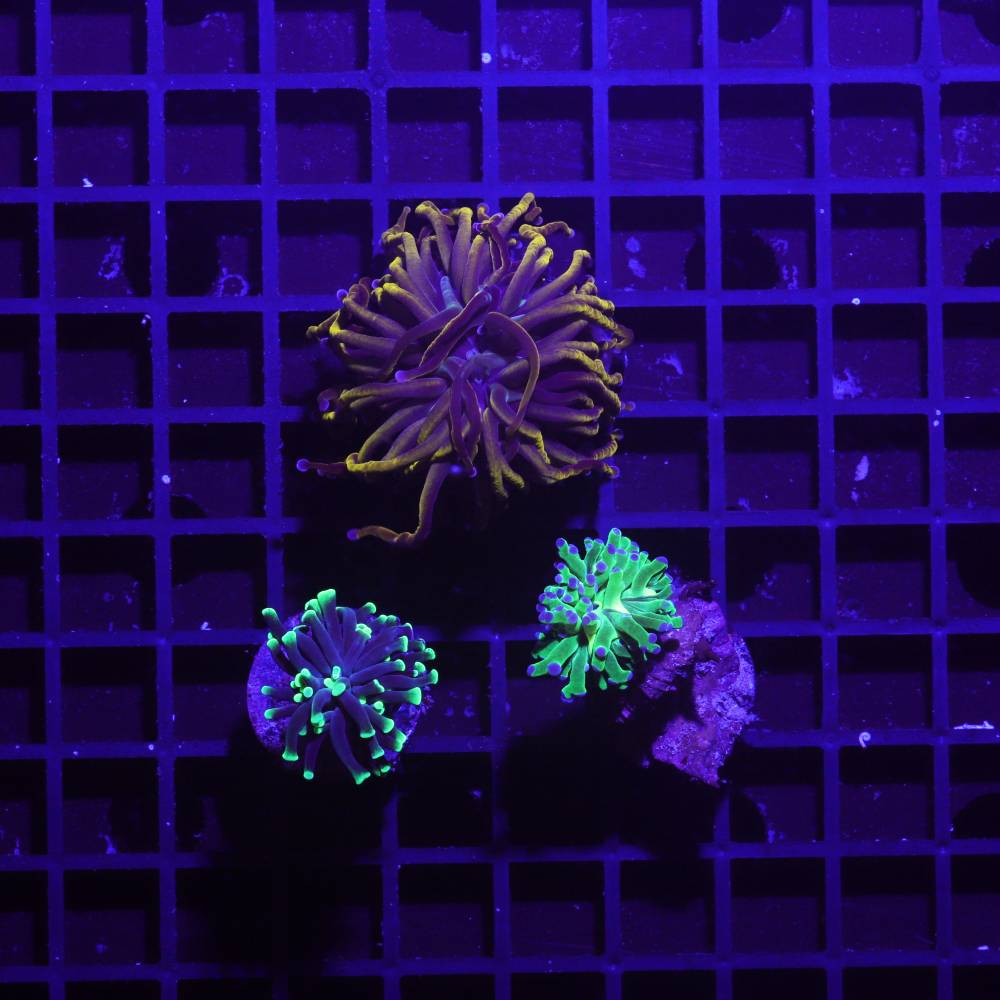 Euphyllia 3er Spar-Paket glabrescens, paraancora, paradivisa