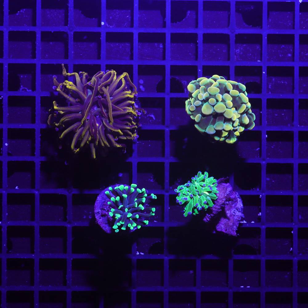 Euphyllia 4er Spar-Paket glabrescens, paraancora, paradivisa, Golden Nugget