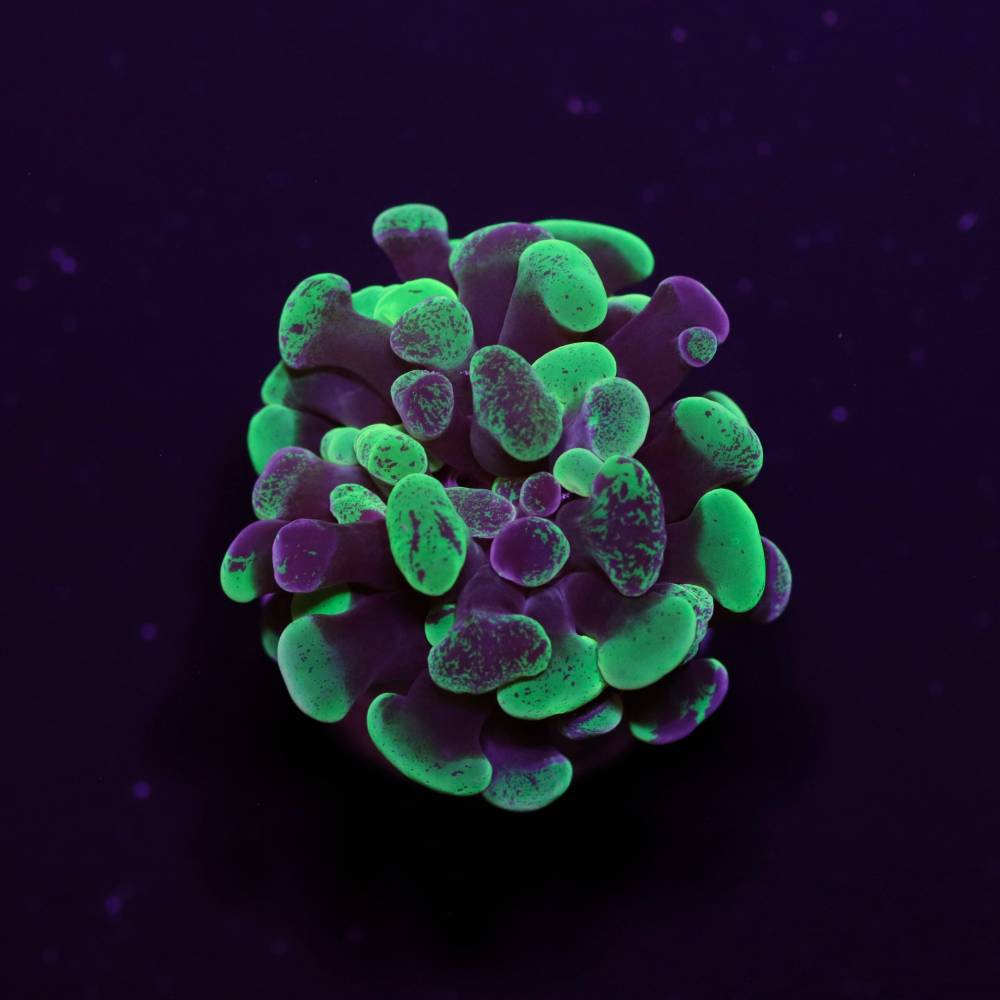 Euphyillia paraancora „Toxic Green“
