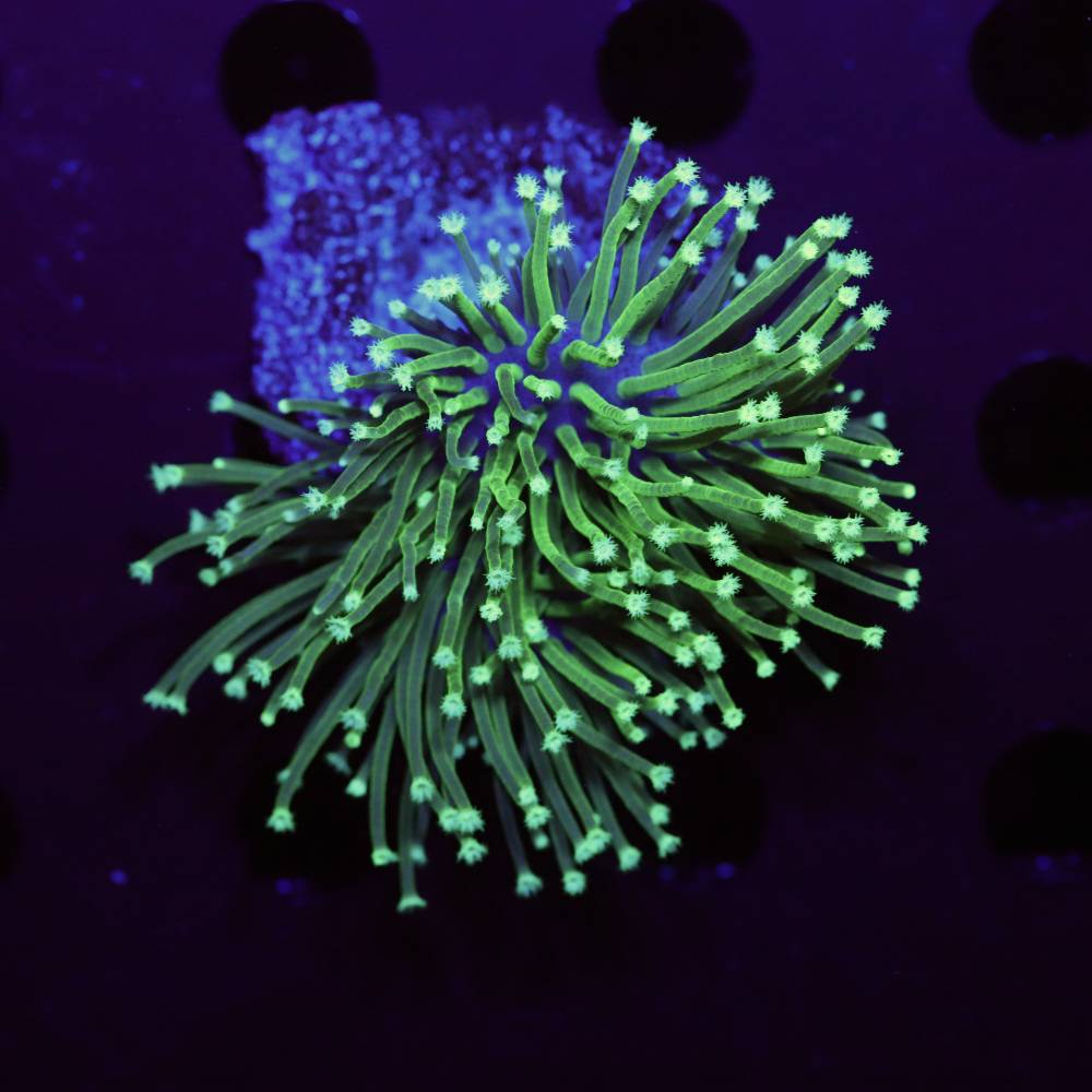 Sarcophyton ehrenbergi neon grün