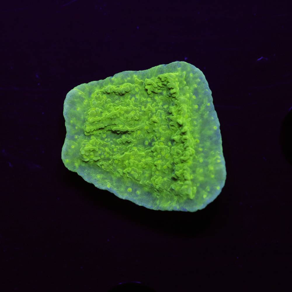 Montipora foliosa „Neon Green“
