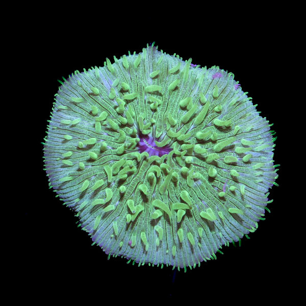 Fungia „Green"