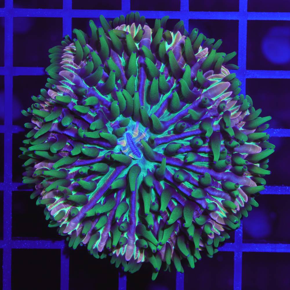 Fungia sp. „rainbow“ L