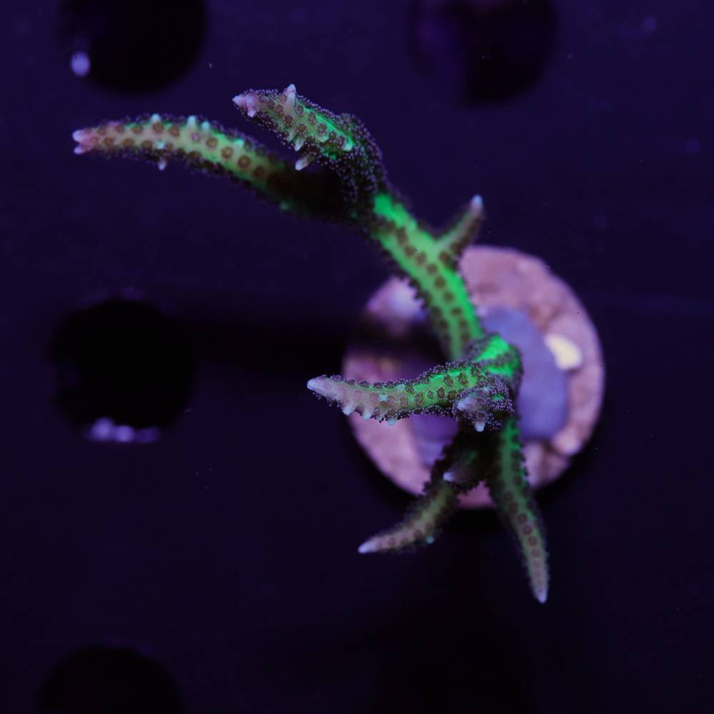 Seriatopora hystrix grün