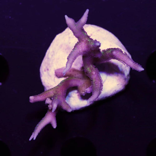 Seriatopora Hystrix Pink M
