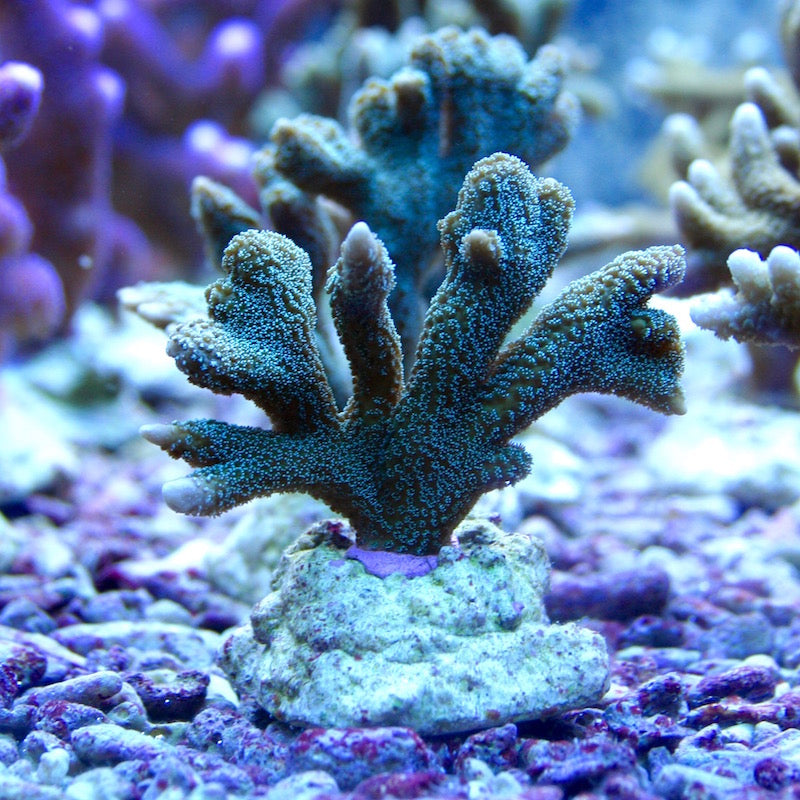 Montipora digitata grün
