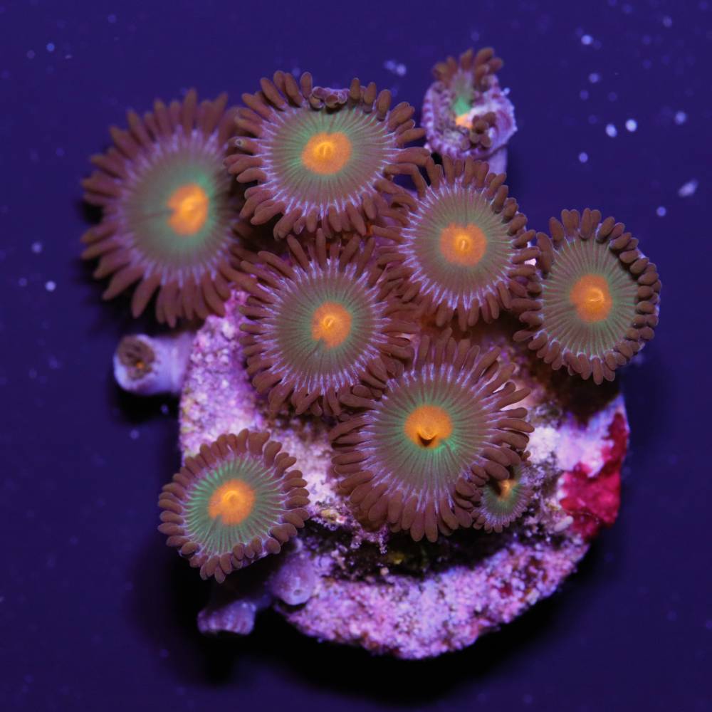 Zoanthus „Gorilla Nipple“
