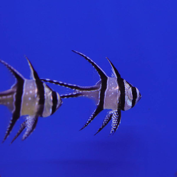 Pterapogon kauderni (Kardinalbarsch) - Nachzucht