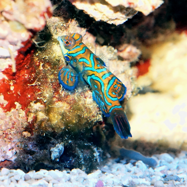 Mandarinfisch (Synchiropus splendidus) - Nachzucht
