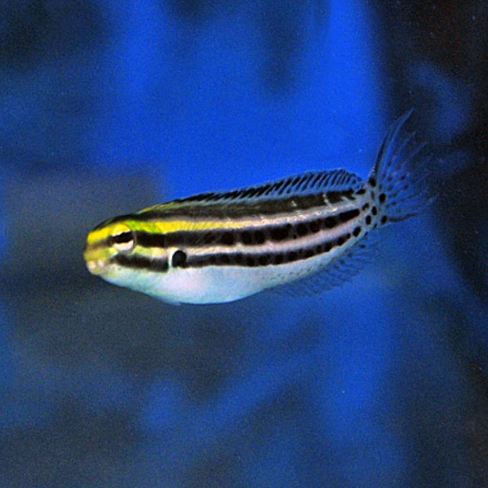 Meiacanthus grammistes (Zebra Schleimfisch) Nachzucht