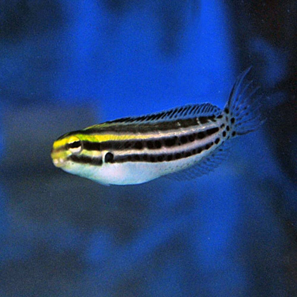 Meiacanthus grammistes (Zebra Schleimfisch) - Nachzucht