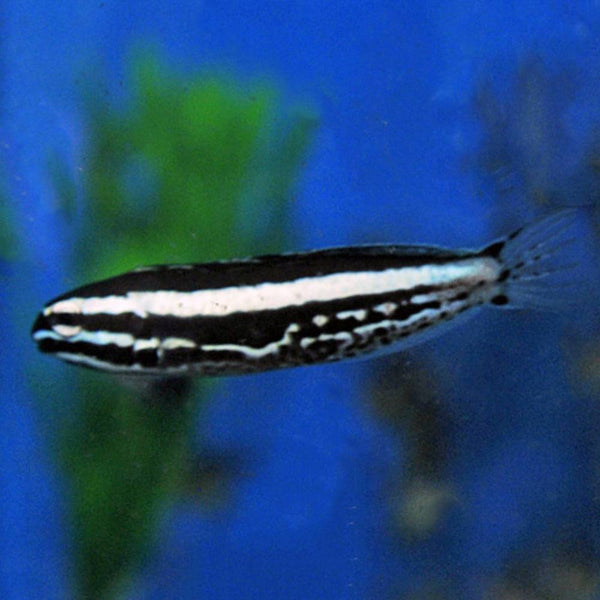 Meiacanthus kamoharai (Kamohara Schleimfisch) - Nachzucht