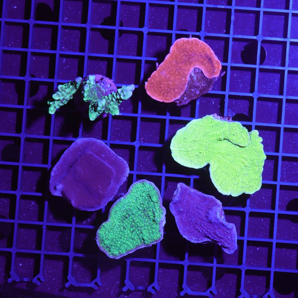 Montipora 3er Spar-Paket mit z. B. danae, foliosa und digitata