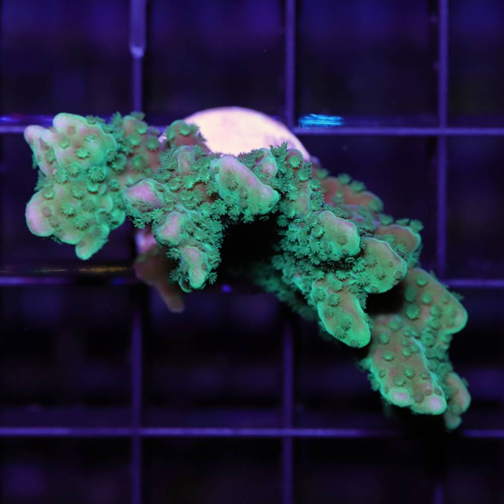 Montipora capitata