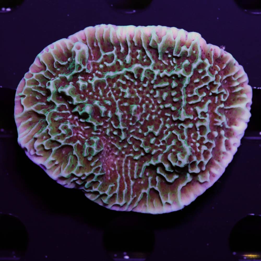 Montipora danae
