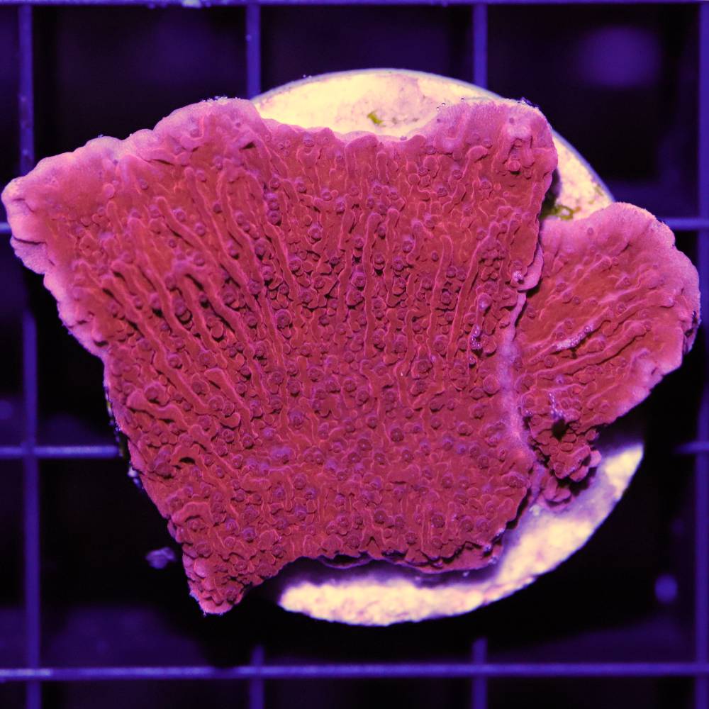 Montipora foliosa rot