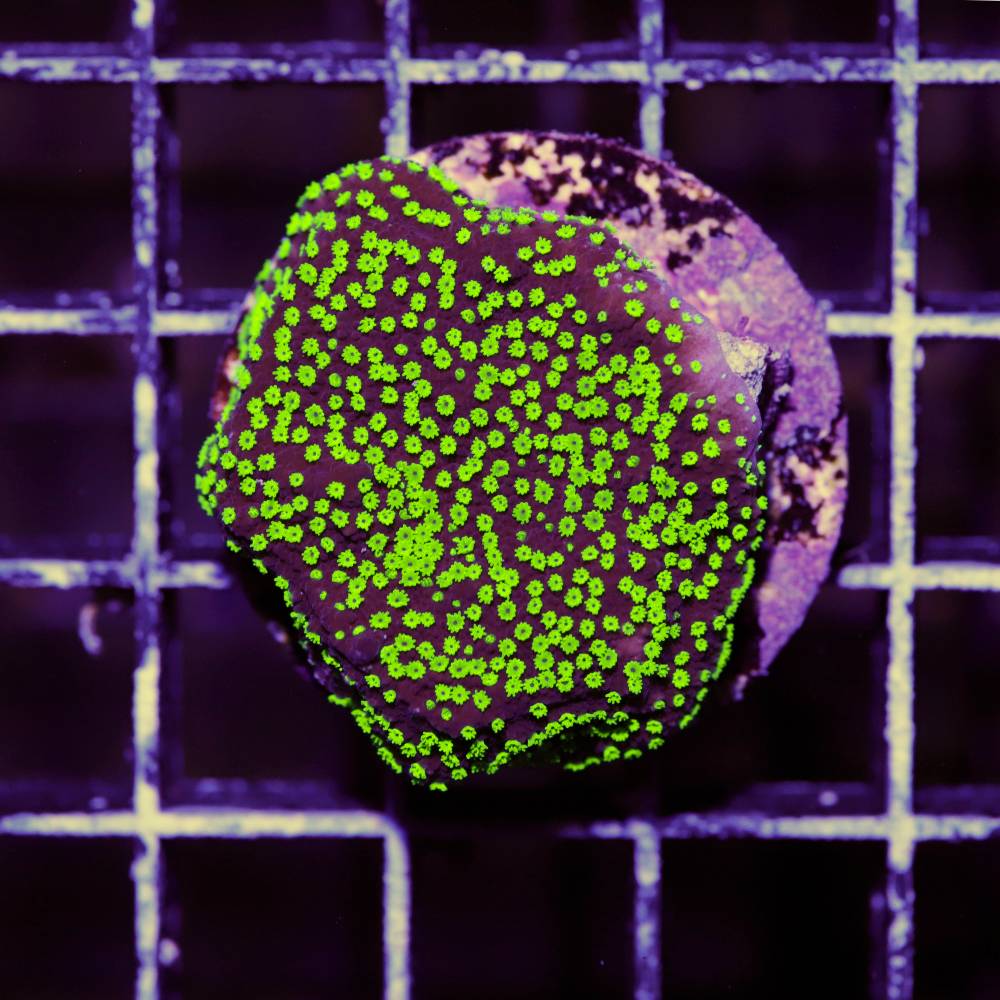 Montipora hoffmeisteri