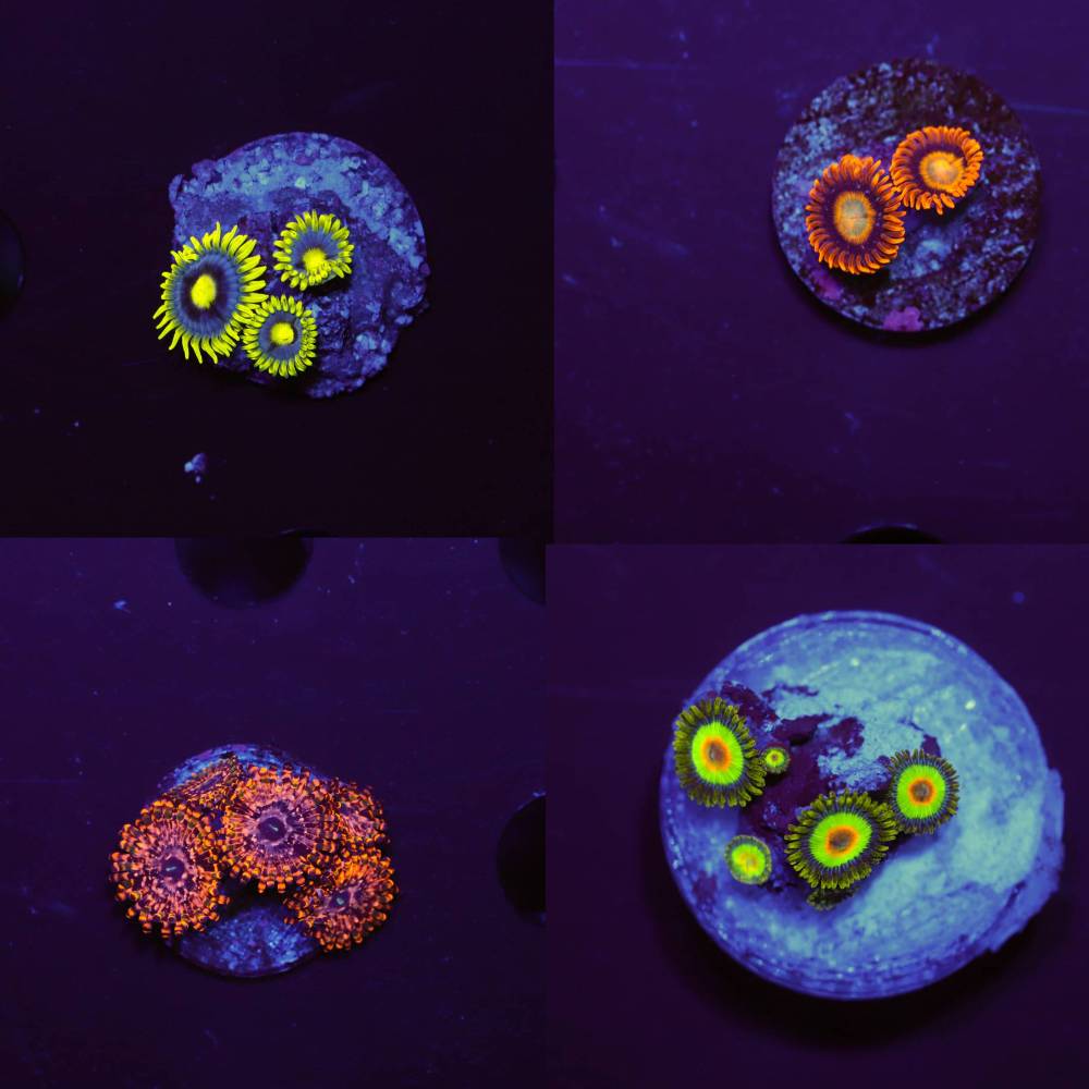 Zoanthus Krustenanemonen Mystery Spar-Paket (4 Arten)