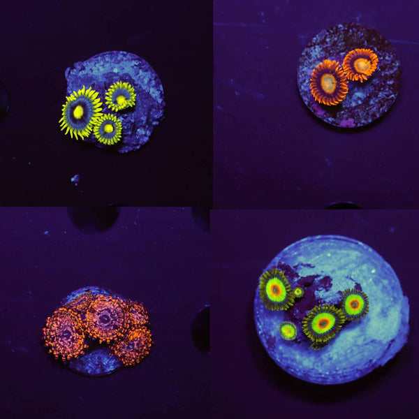 Zoanthus Krustenanemonen Mystery Spar-Paket (4 Arten)