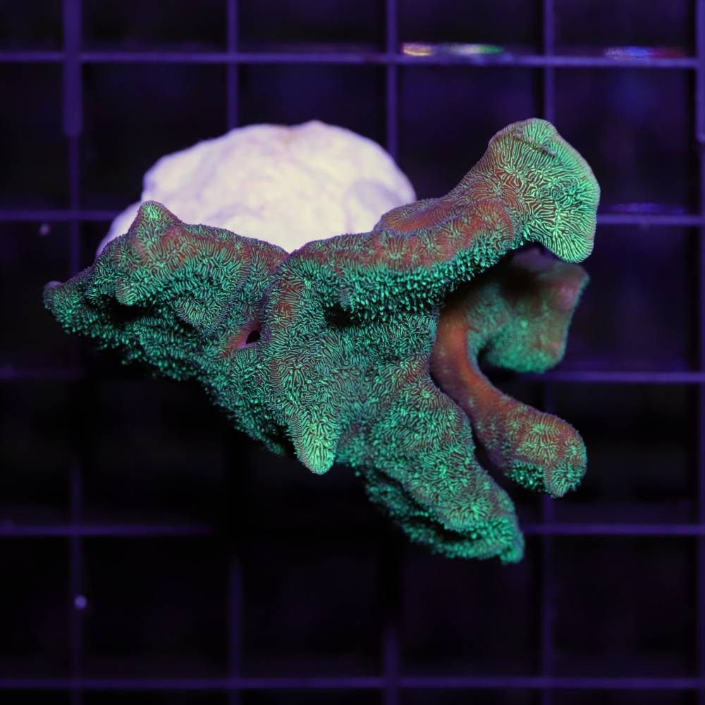 Pavona cactus