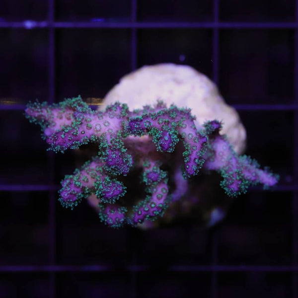 Pocillopora „Tricolor“