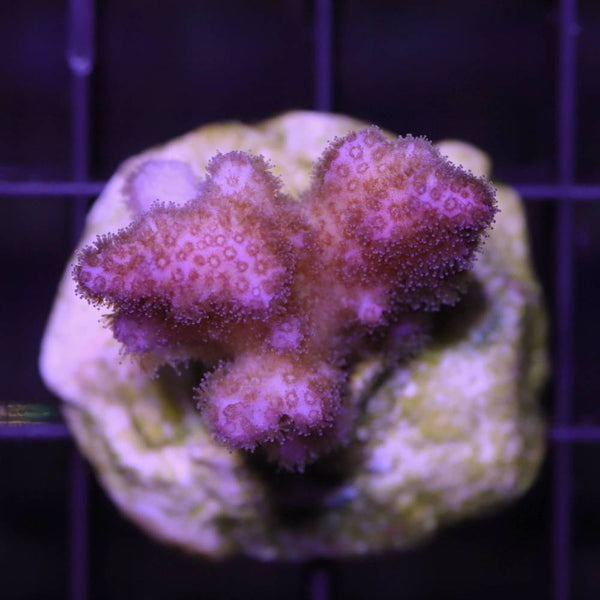 Pocillopora damicornis Pink M