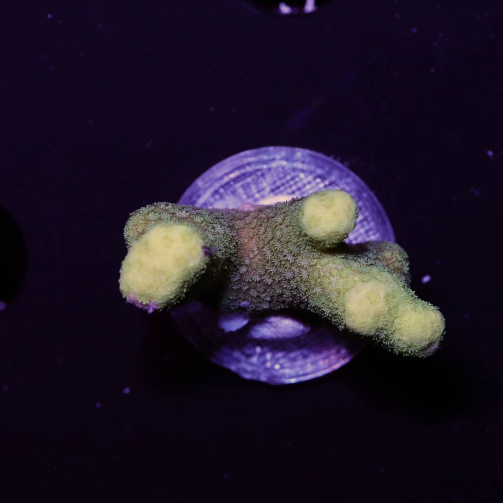 Porites sp. „Yellow“