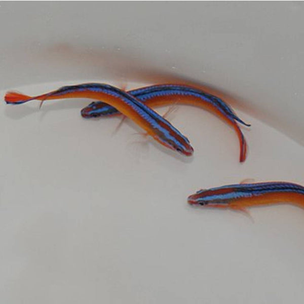 Pseudochromis aldabraensis (Aldabra-Zwergbarsch) - Nachzucht