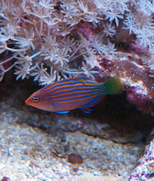 Sechstreifen Lippfisch (Pseudocheilinus hexataenia)