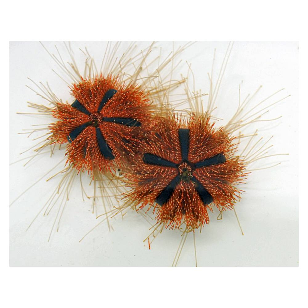 Mespilia globulus (Kugel-Seeigel) Nachzucht