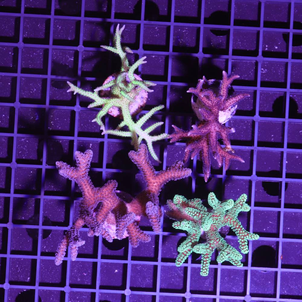 Seriatopora 4er Spar-Paket „caliendrum & hystrix“