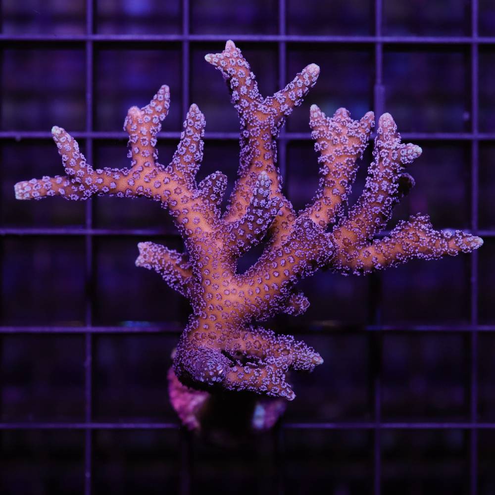 Seriatopora caliendrum silber S