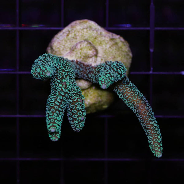 Seriatopora caliendrum Grün