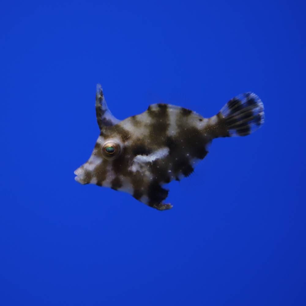 Acreichthys tomentosus (Tangfeilenfisch) Nachzucht
