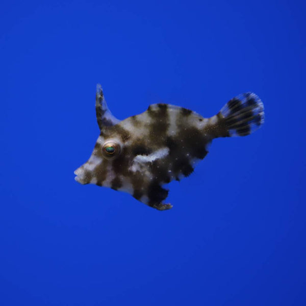 Acreichthys tomentosus (Tangfeilenfisch) - Nachzucht