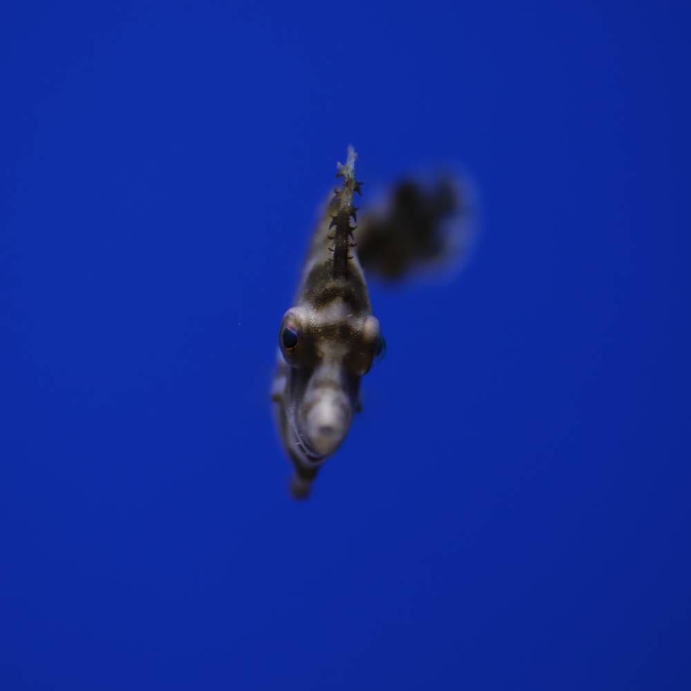 Acreichthys tomentosus (Tangfeilenfisch) Nachzucht