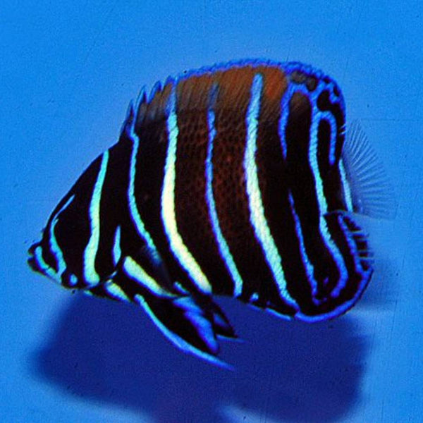 Pomacanthus navarchus (Traumkaiser) - Nachzucht