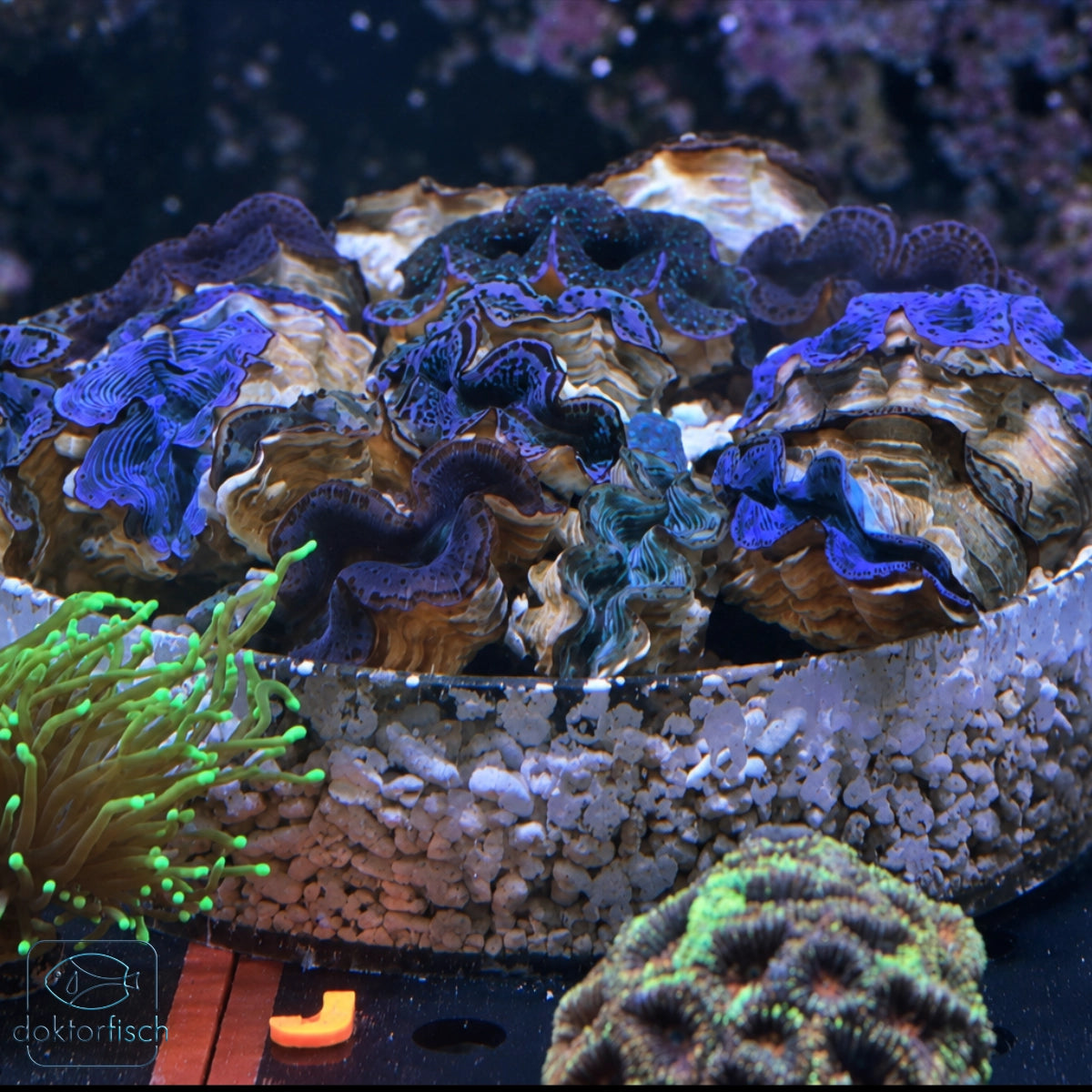 Auswahl verschiedener Tridacna Riesenmuscheln für das Meerwasseraquarium
