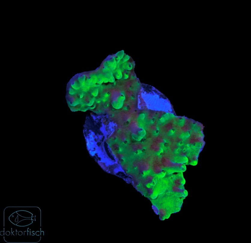 WYSIWYG Acropora batunai