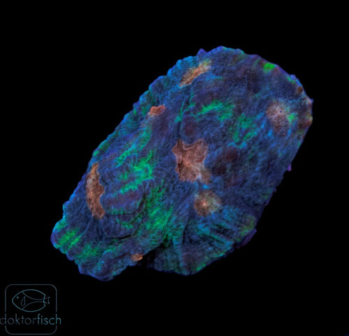 WYSIWYG Chalice Rainbow