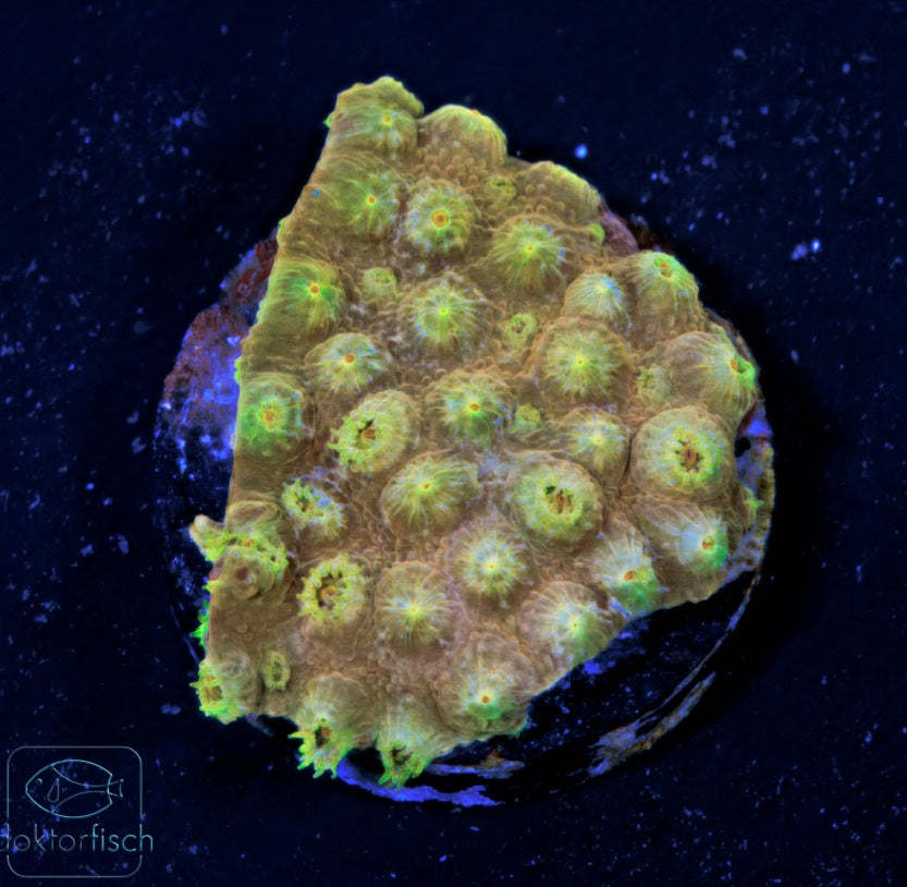 WYSIWYG Cyphastrea Gold