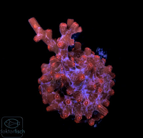 WYSIWYG Cyphastrea decadia rot
