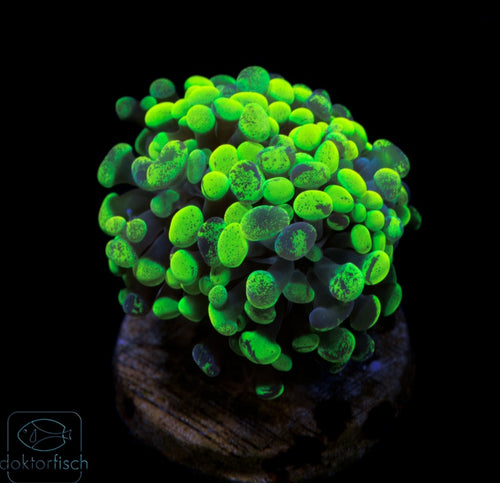 WYSIWYG Euphyllia paraancora Toxic Green