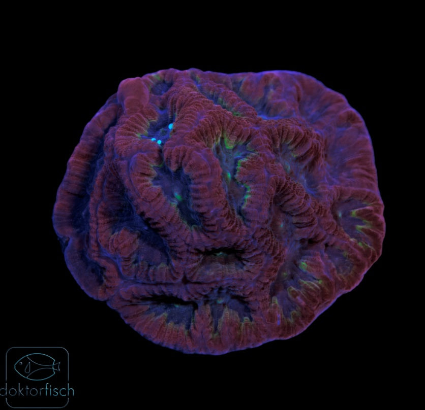 WYSIWYG Favites Purple Red