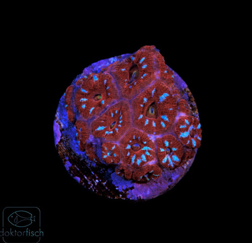 WYSIWYG Micromussa amakusensis Ultra Red & Blue