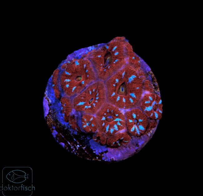 WYSIWYG Micromussa amakusensis Ultra Red & Blue