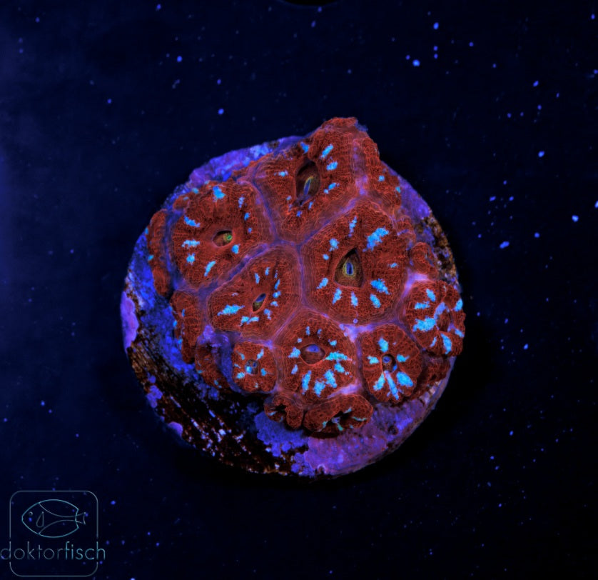 WYSIWYG Micromussa amakusensis Ultra Red & Blue