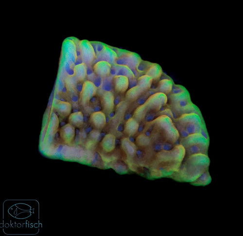 WYSIWYG Montipora Crazy T