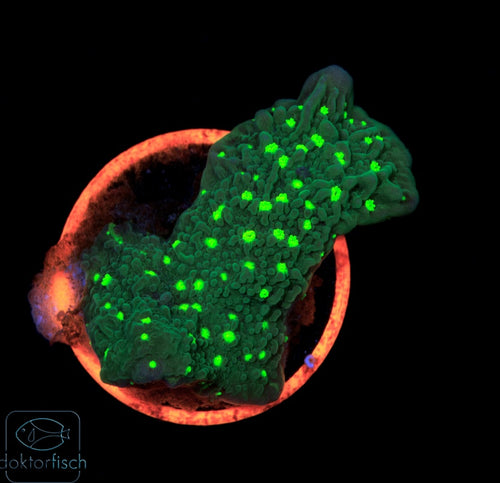 WYSIWYG Montipora hirsuta